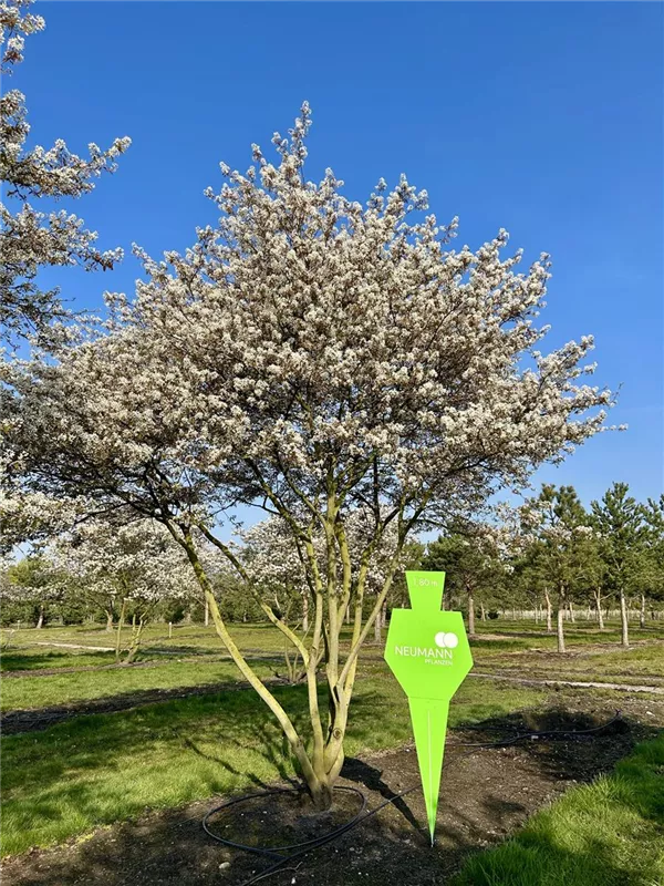 Amelanchier lamarckii