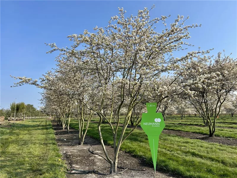 Amelanchier lamarckii