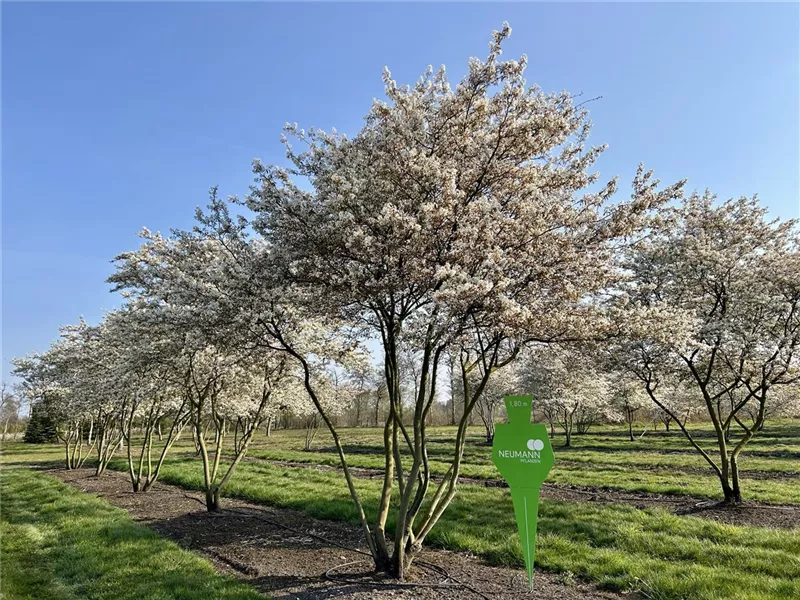 Amelanchier lamarckii