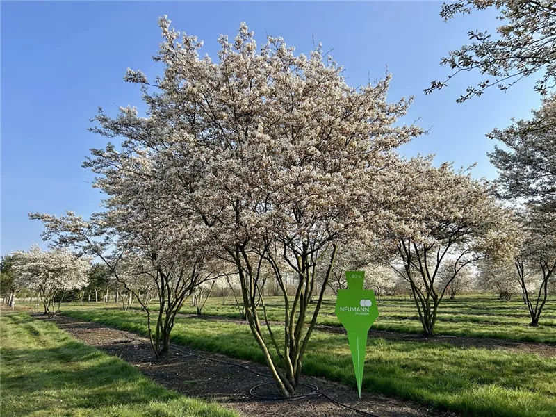 Amelanchier lamarckii