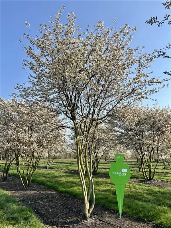 Amelanchier lamarckii