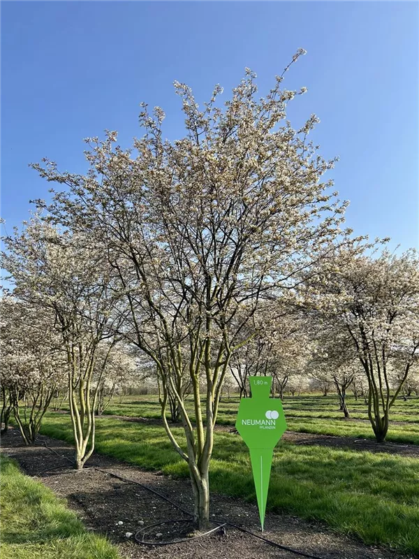 Amelanchier lamarckii