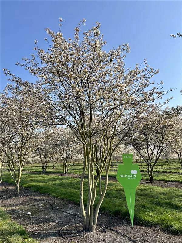 Amelanchier lamarckii