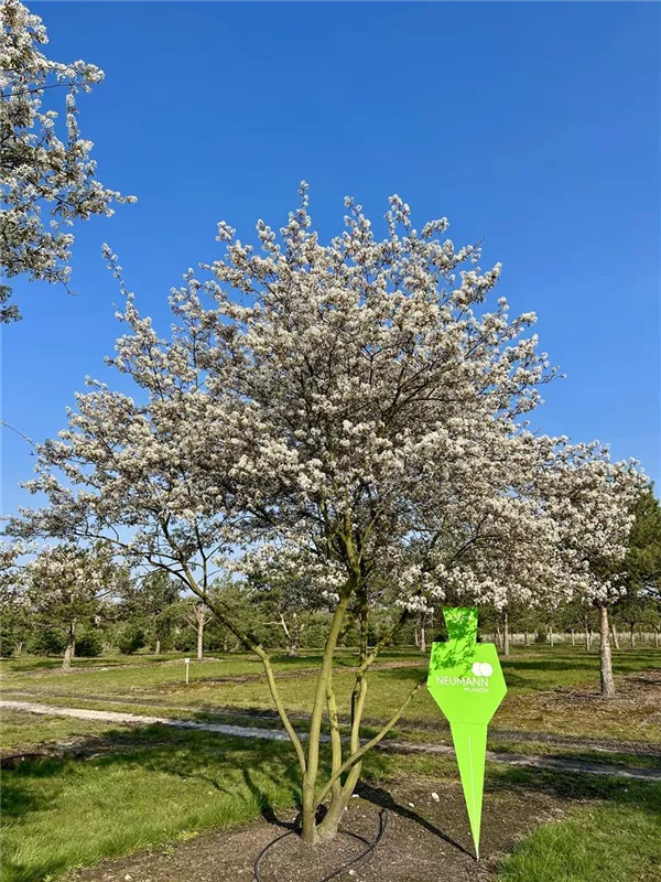 Amelanchier lamarckii