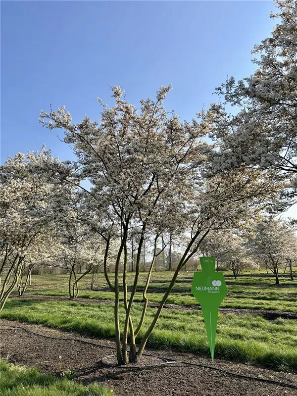 Amelanchier lamarckii