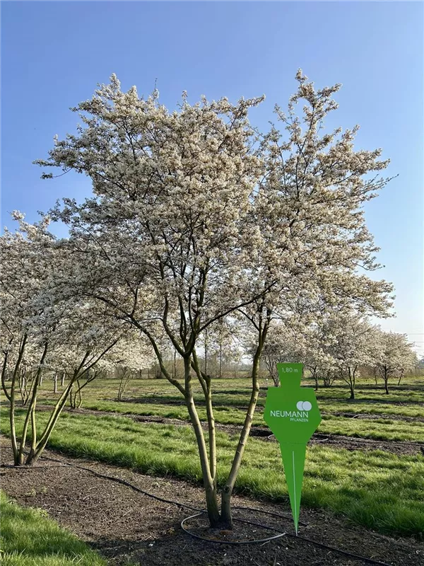 Amelanchier lamarckii