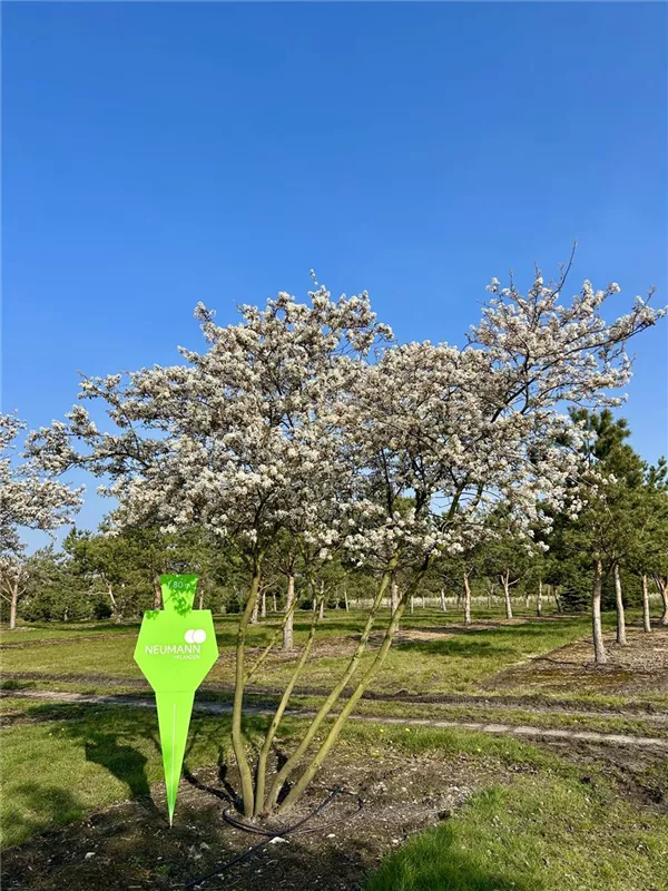 Amelanchier lamarckii