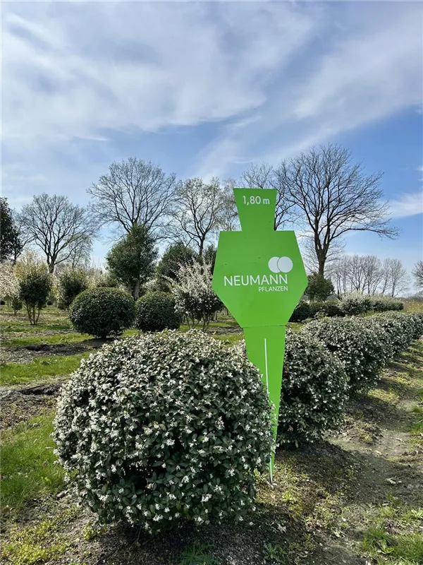 Osmanthus burkwoodii