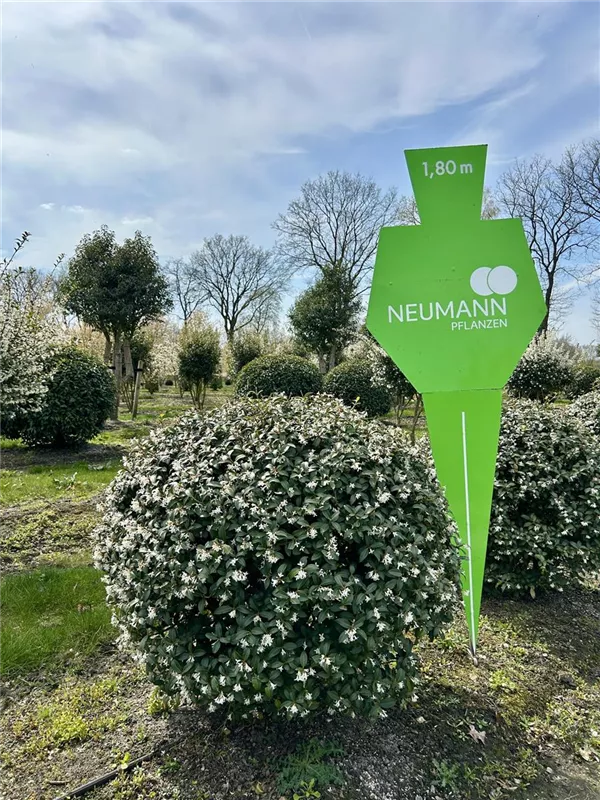 Osmanthus burkwoodii