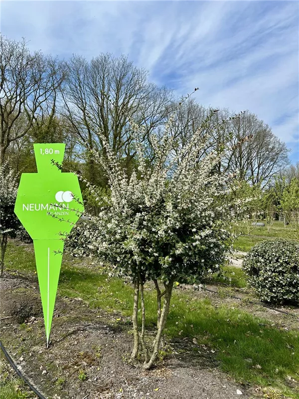 Osmanthus burkwoodii