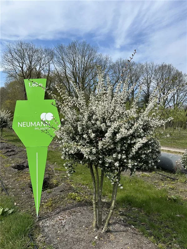 Osmanthus burkwoodii