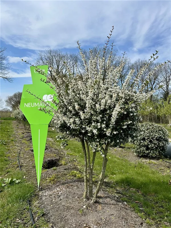 Osmanthus burkwoodii