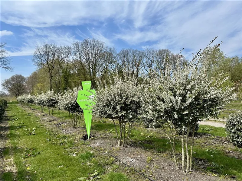 Osmanthus burkwoodii