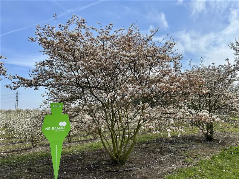 Amelanchier lamarckii