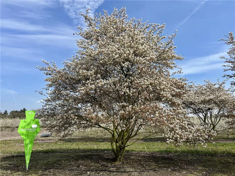 Amelanchier lamarckii