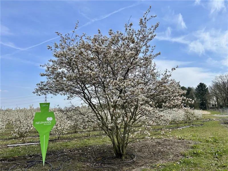 Amelanchier lamarckii