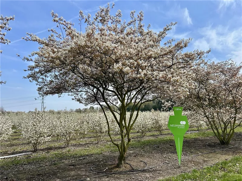 Amelanchier lamarckii