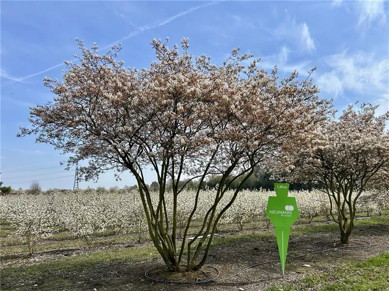 Amelanchier lamarckii