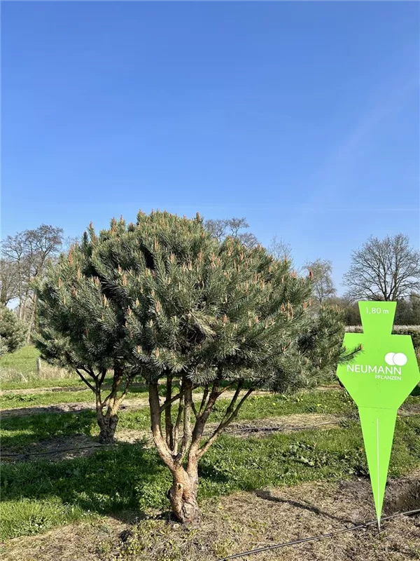 Pinus sylvestris 'Watereri'