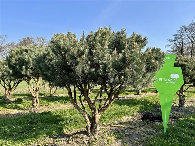 Pinus sylvestris 'Watereri'