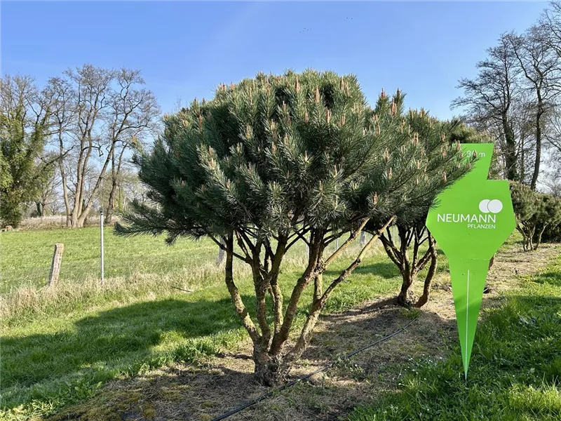 Pinus sylvestris 'Watereri'