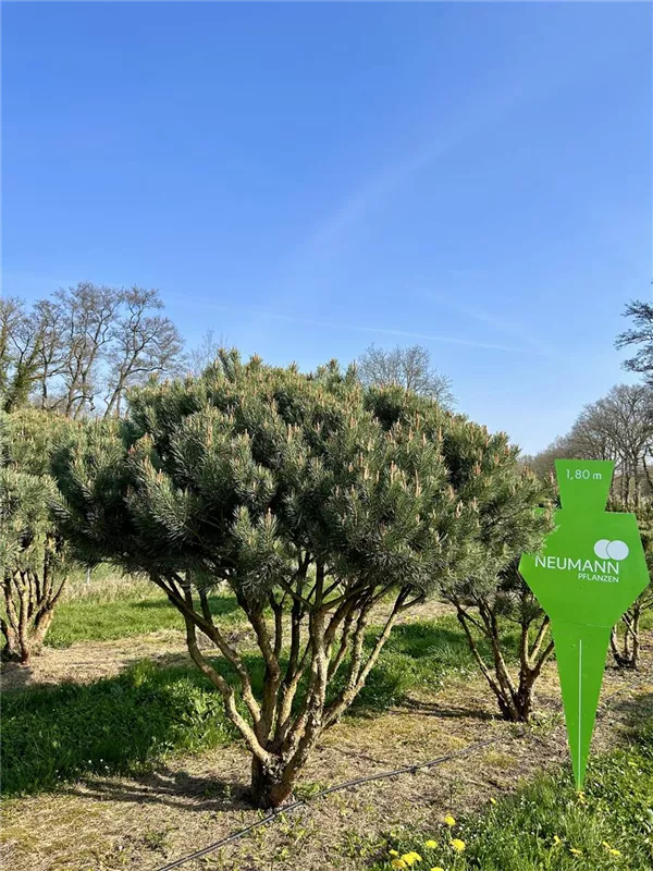 Pinus sylvestris 'Watereri'