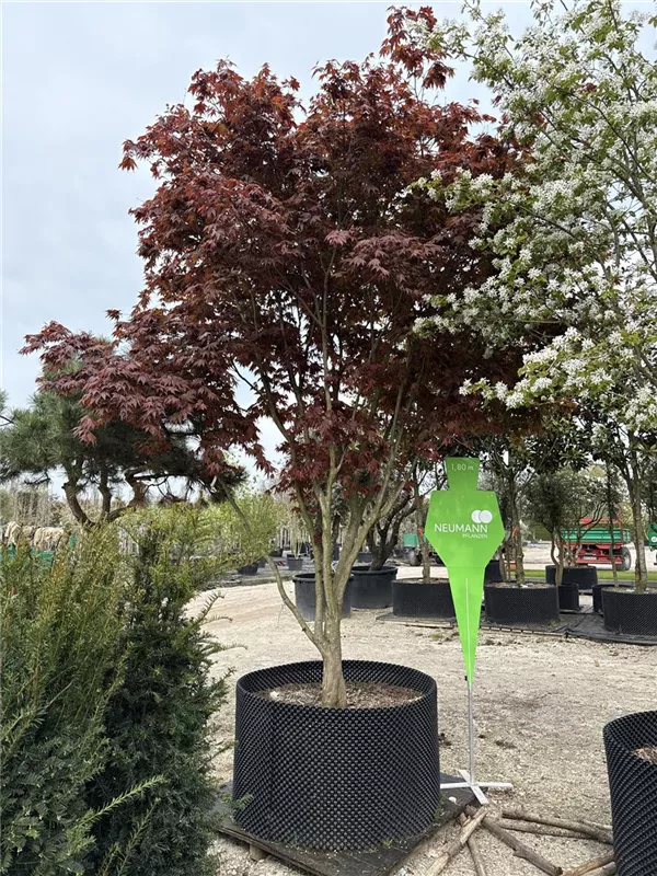Acer palmatum 'Atropurpureum'
