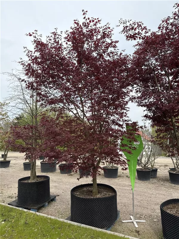 Acer palmatum 'Bloodgood'