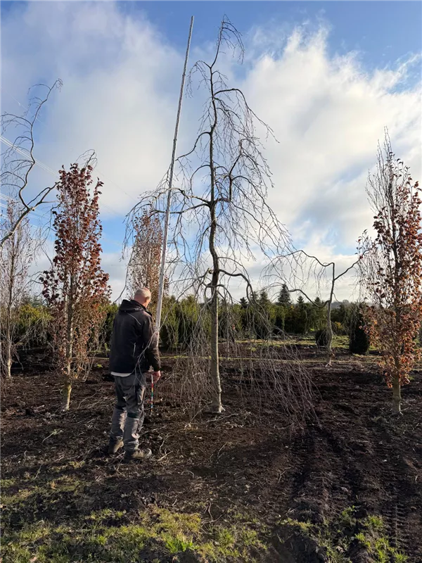 Fagus sylvatica 'Purple Fountain'