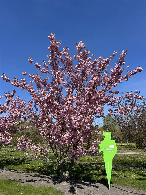 Prunus serrulata 'Kanzan'