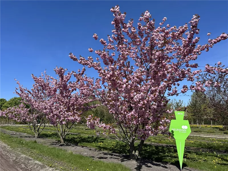 Prunus serrulata 'Kanzan'
