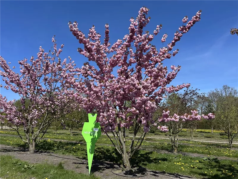 Prunus serrulata 'Kanzan'