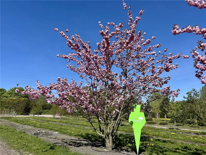 Prunus serrulata 'Kanzan'