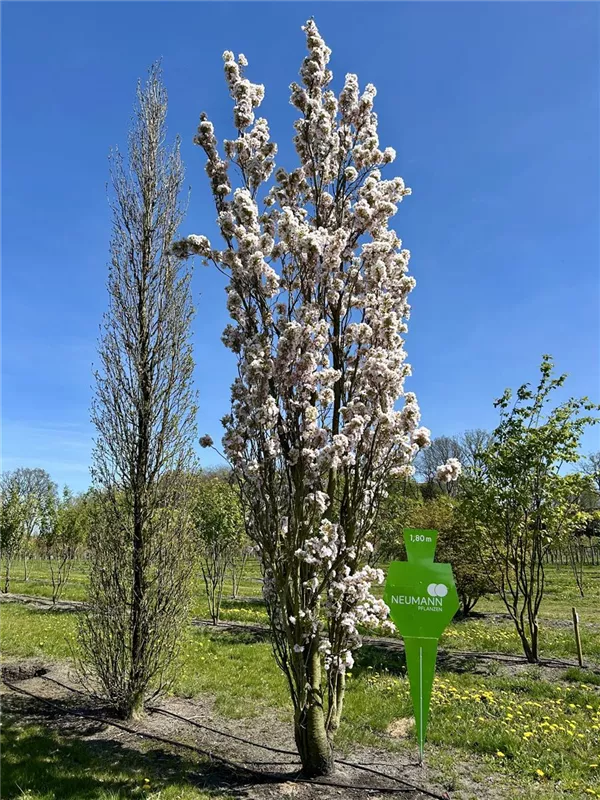 Prunus serrulata 'Amanogawa'