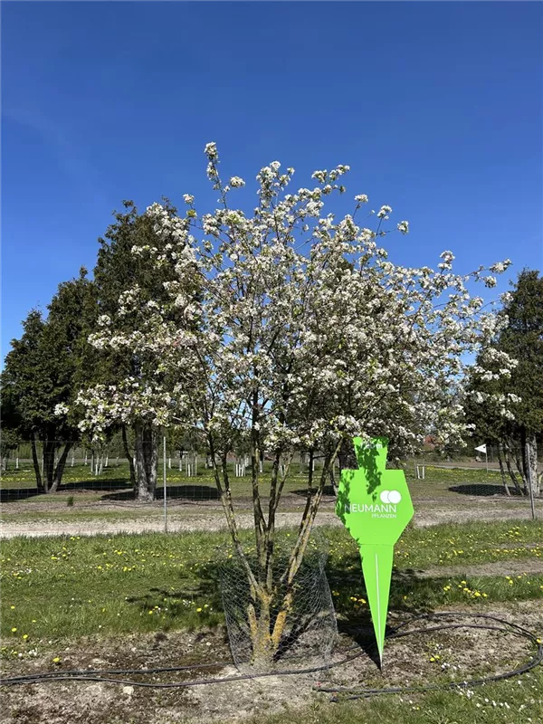 Malus 'Evereste' -R-