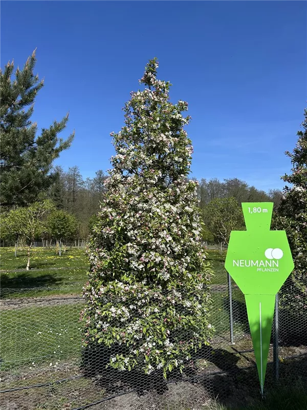 Malus 'Evereste' -R-