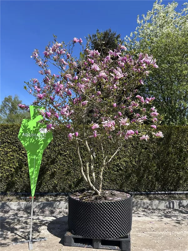 Magnolia 'Susan'