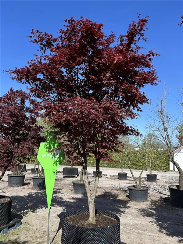 Acer palmatum 'Bloodgood'