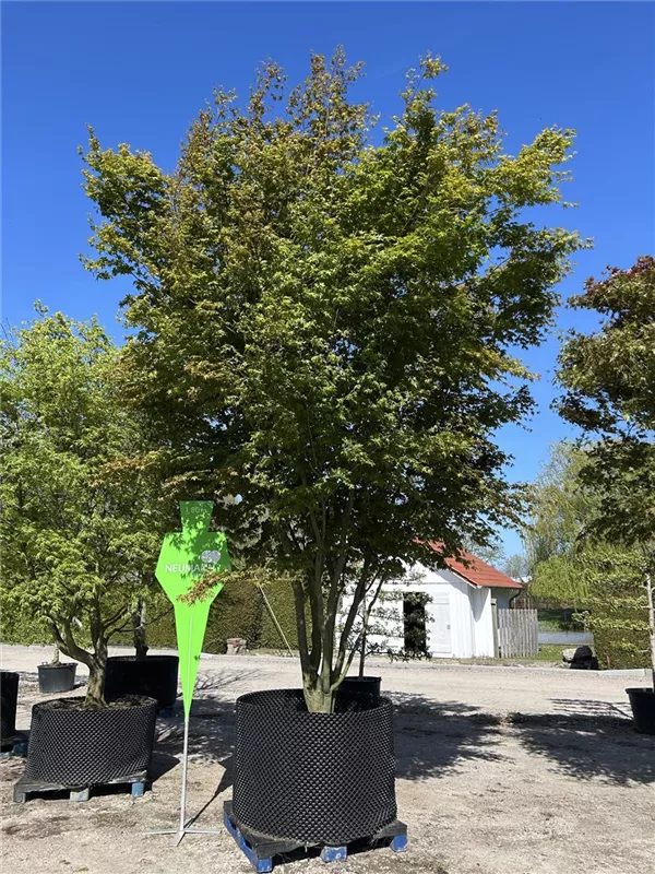 Acer palmatum