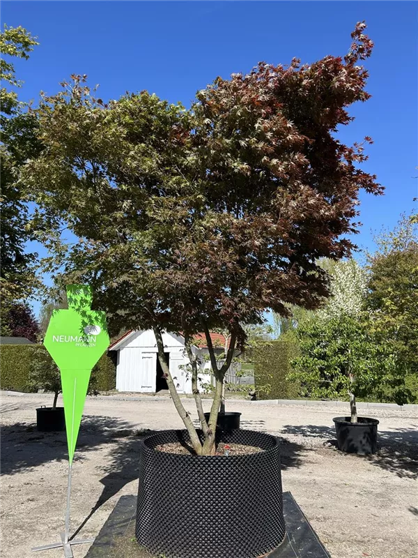 Acer palmatum 'Atropurpureum'