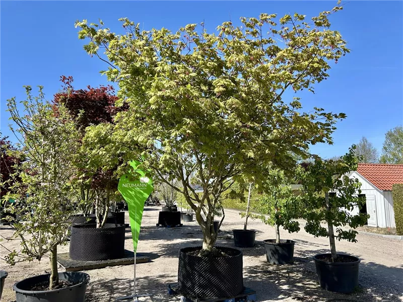 Acer japonicum 'Aconitifolium'