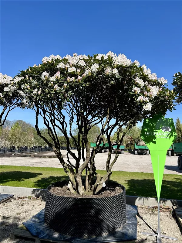Rhododendron Hybr.'Cunningham's White'