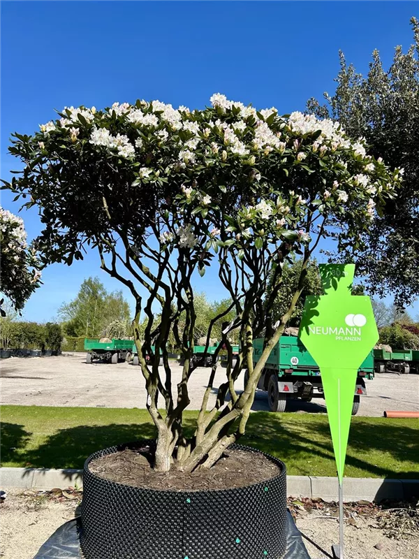 Rhododendron Hybr.'Cunningham's White'