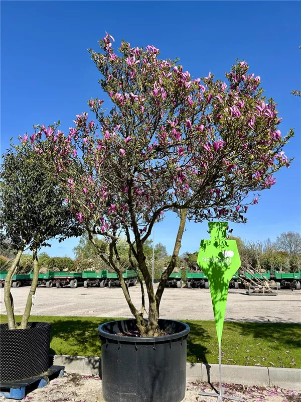 Magnolia 'Susan'