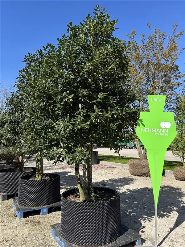 Ilex mutchagara 'Nellie R.Stevens'