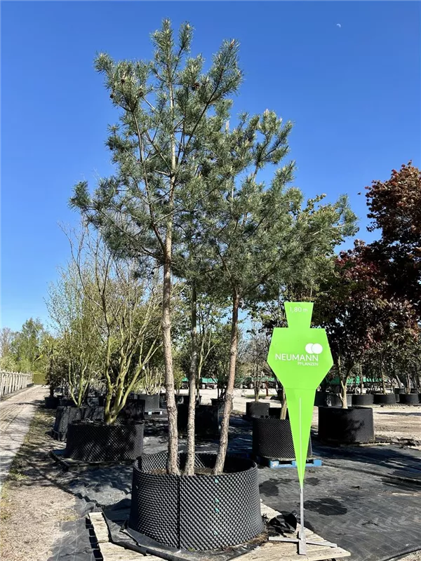 Pinus sylvestris