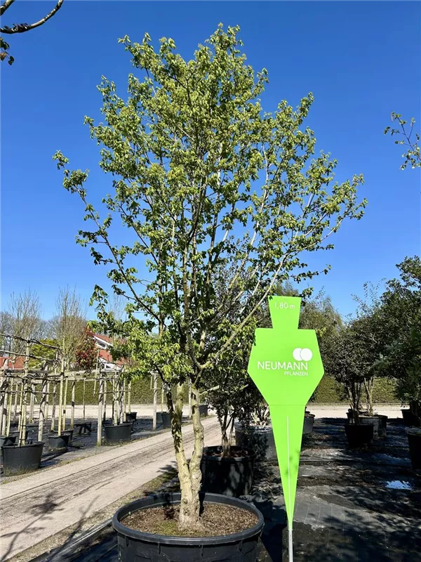 Acer campestre