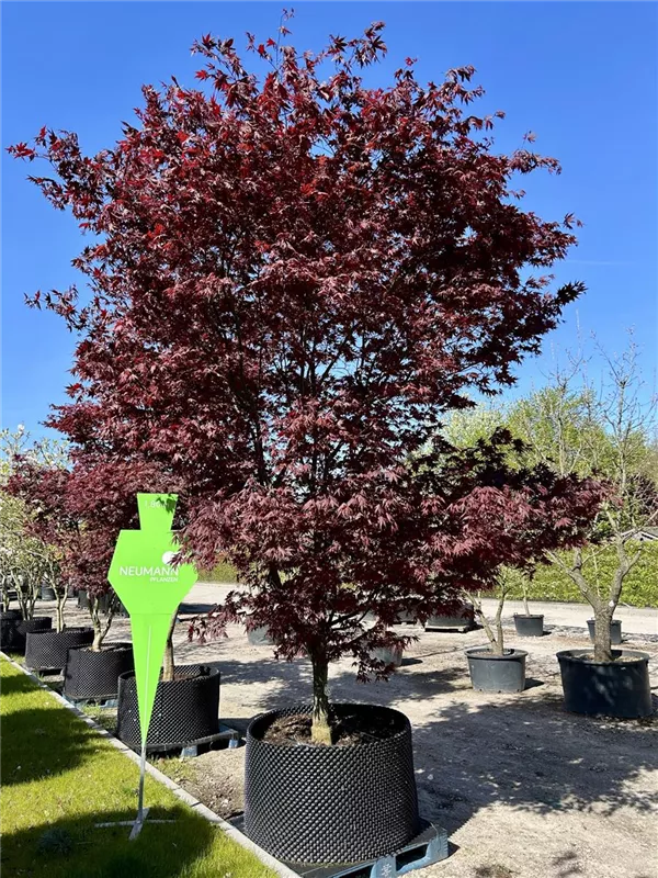 Acer palmatum 'Bloodgood'