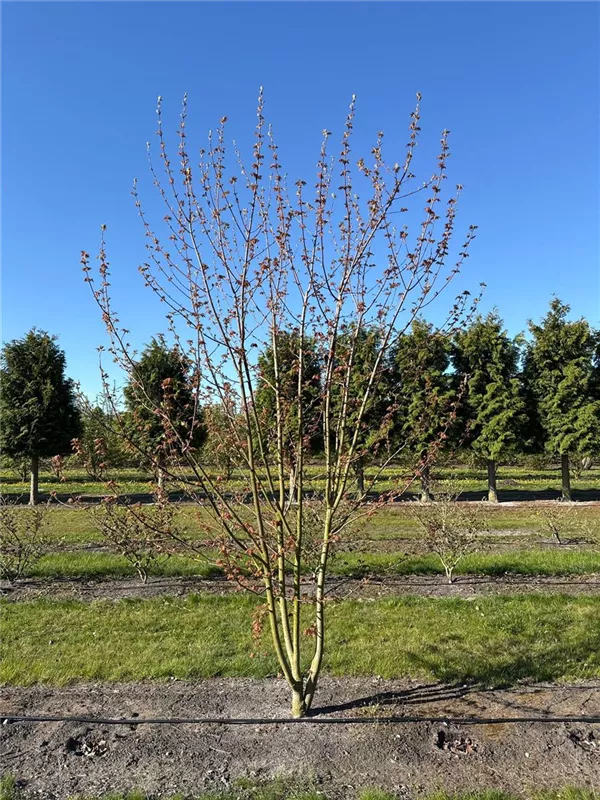 Acer rubrum