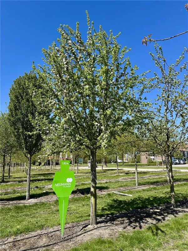 Malus 'Goldparmäne' CAC